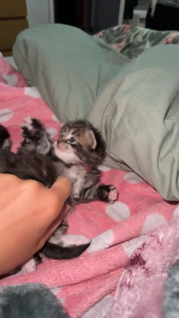 Ragdoll cats for sale: Ragdoll kitten (Girl)  - Video 1