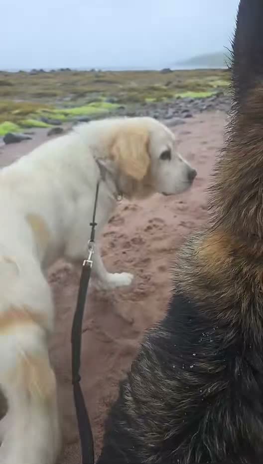 Mixed Breed dogs for sale: Rare Highland Sheppard Puppies Alabai Cross  - Video 4