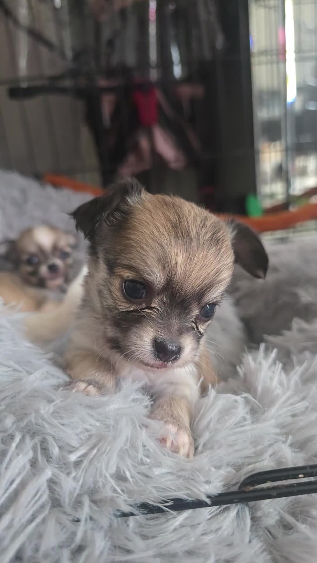 Chihuahua dogs for sale: Adorable Tiny Chihuahua Puppies Ready Soon - Video 4
