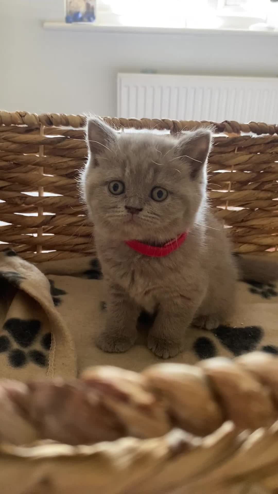 British Shorthair cats for sale: LAST 2 FEMALE kittens British shorthair kittens  in Maidstone - Video 1