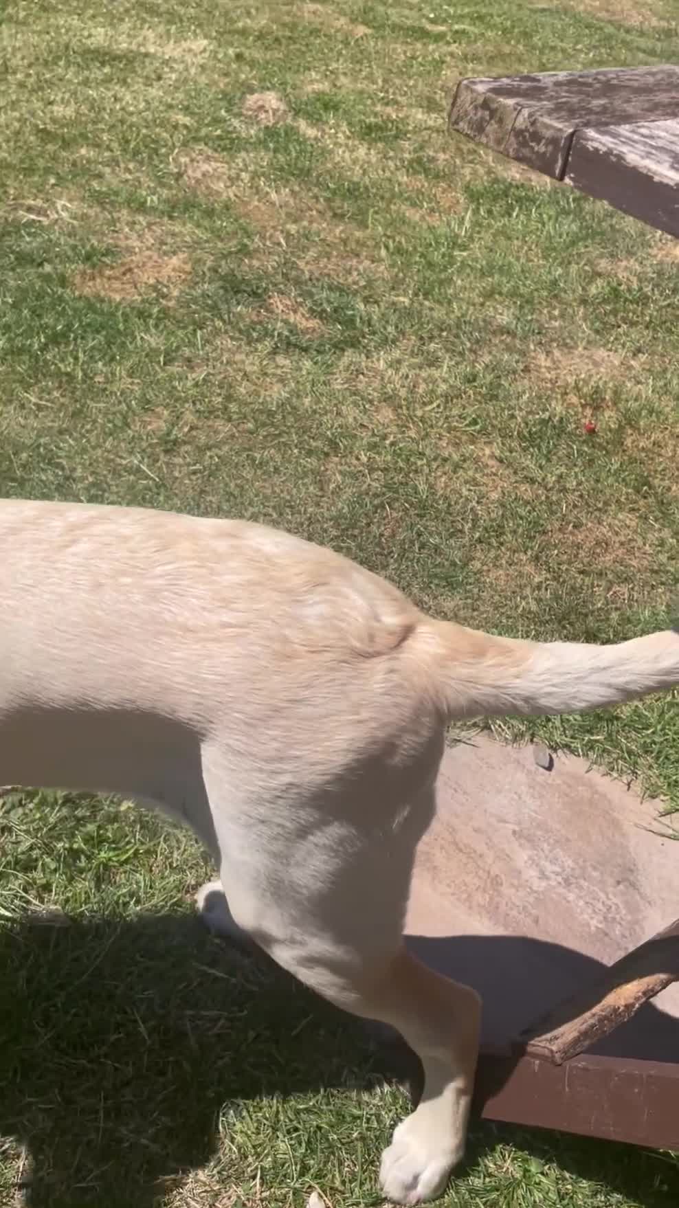 Labrador Retriever dogs for sale: 5 months Yellow female Labrador Retriever  Puppy  in Coventry - Video 2