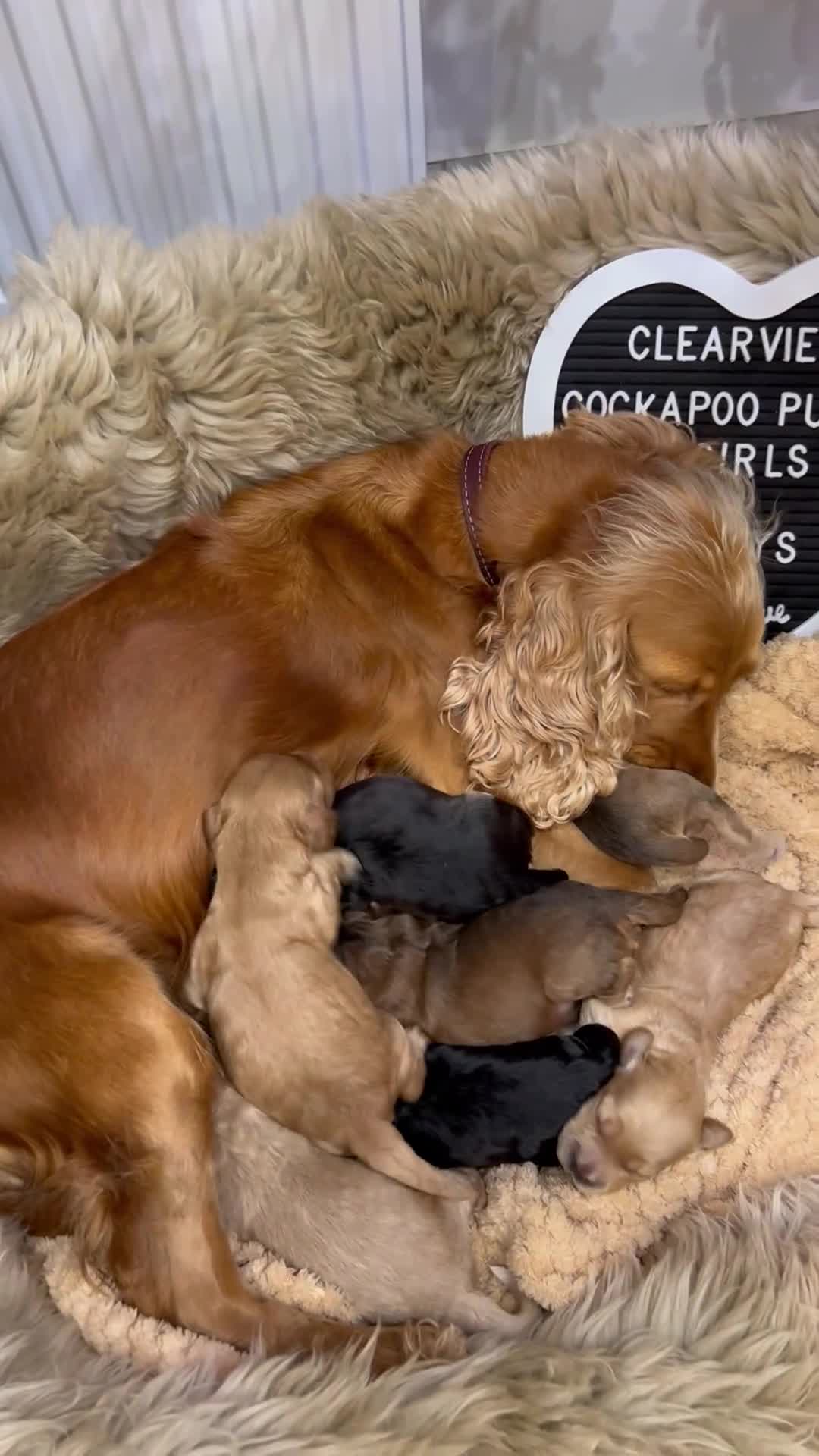 Cockapoo dogs for sale: ♥️Fabulous Toy Cockapoo Puppies Kc Reg Parents - Video 1