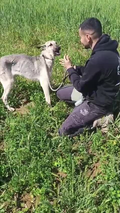 Mixed Breed dogs for adoption: Sweet boy Timo needs a home  - Video 1