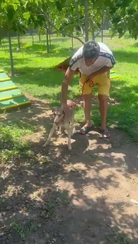 Mixed Breed dogs for adoption: 🌿GRACE, a lovely girl for a confident Loving Home in Spalding - Video 1