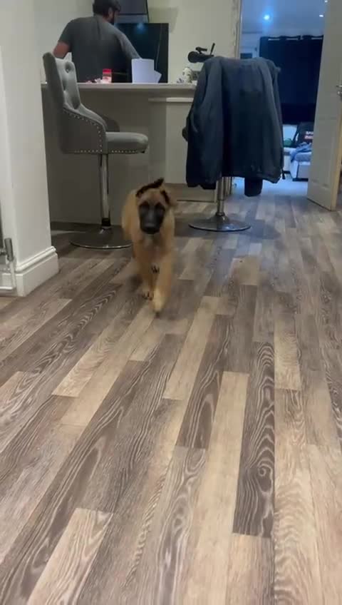 Mixed Breed dogs for sale: Belgian Malinois x German shepherd - Video 4