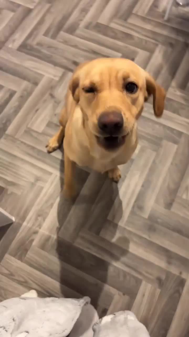 Labrador Retriever dogs for sale: Labrador for sale - Video 3
