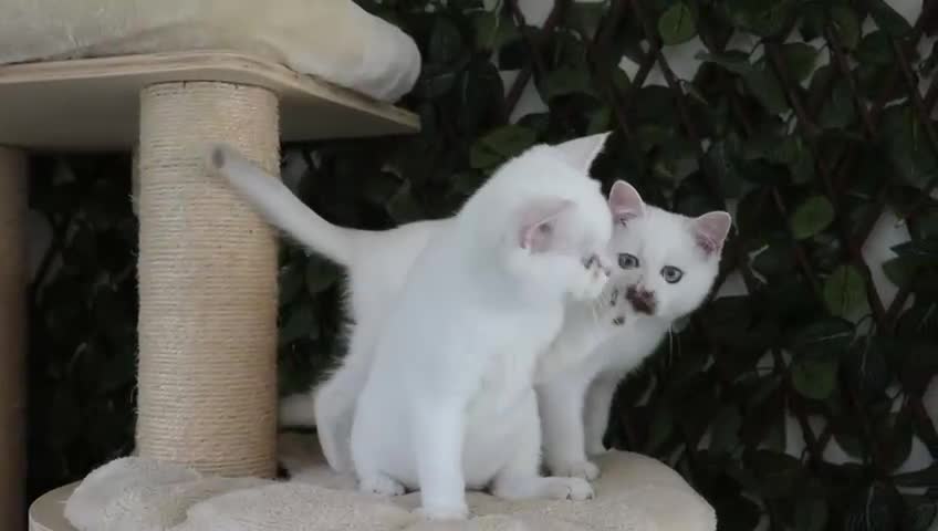 British Shorthair cats for sale: Ready CH Bloodlines BSH TICA registered kittens in Feltham - Video 5