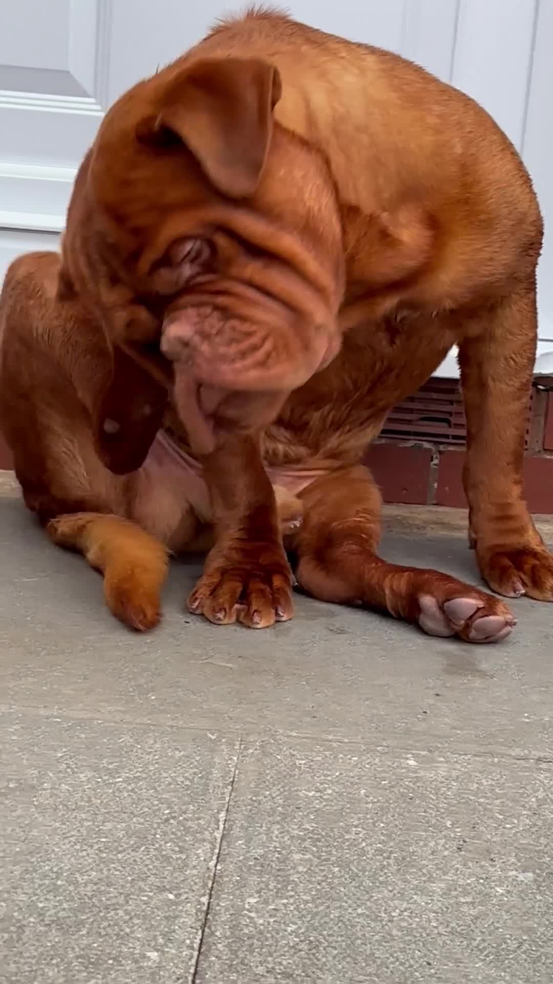 Dogue De Bordeaux dogs for stud: Kc registered Beautiful dogue for stud !! in Rochdale - Video 1