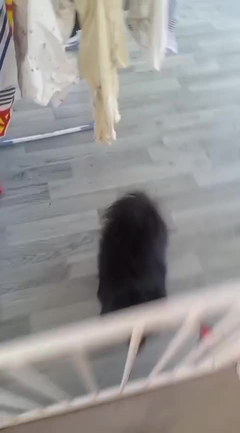 Pomeranian dogs for sale: Boy and girl pom in Newton Aycliffe - Video 1