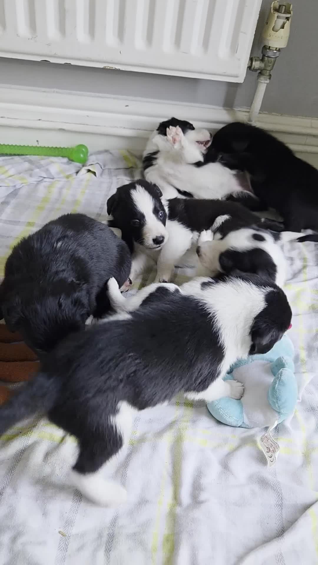 Borador dogs for sale: Borador Pups ready 5th October  - Video 1