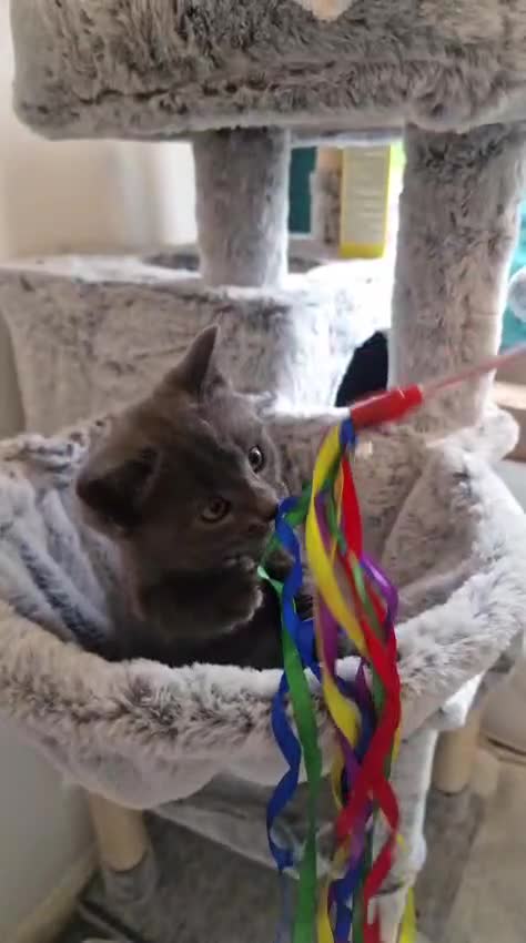 Domestic Shorthair cats for sale: 3 stunning male kittens - Video 4