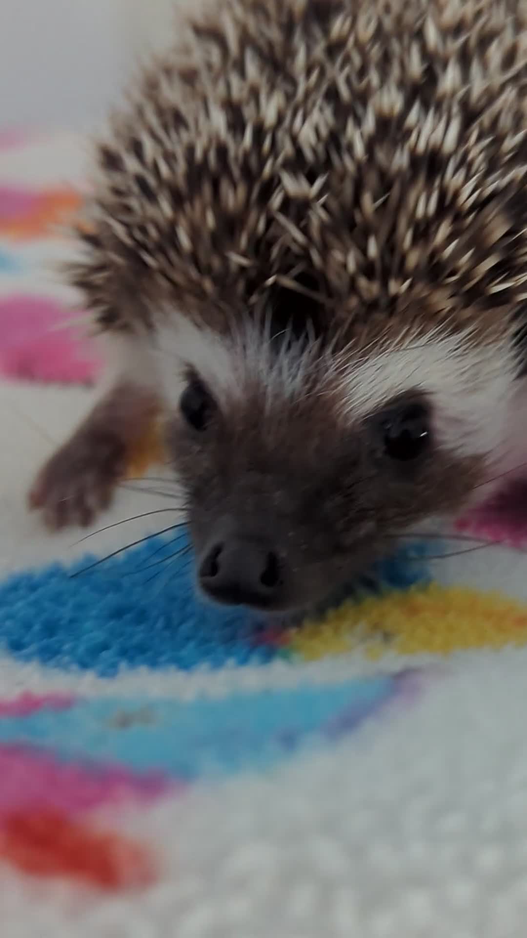 Pygmy Hedgehog rodents for sale: Beautiful Friendly Baby Hoglets. Reduced!!! - Video 1