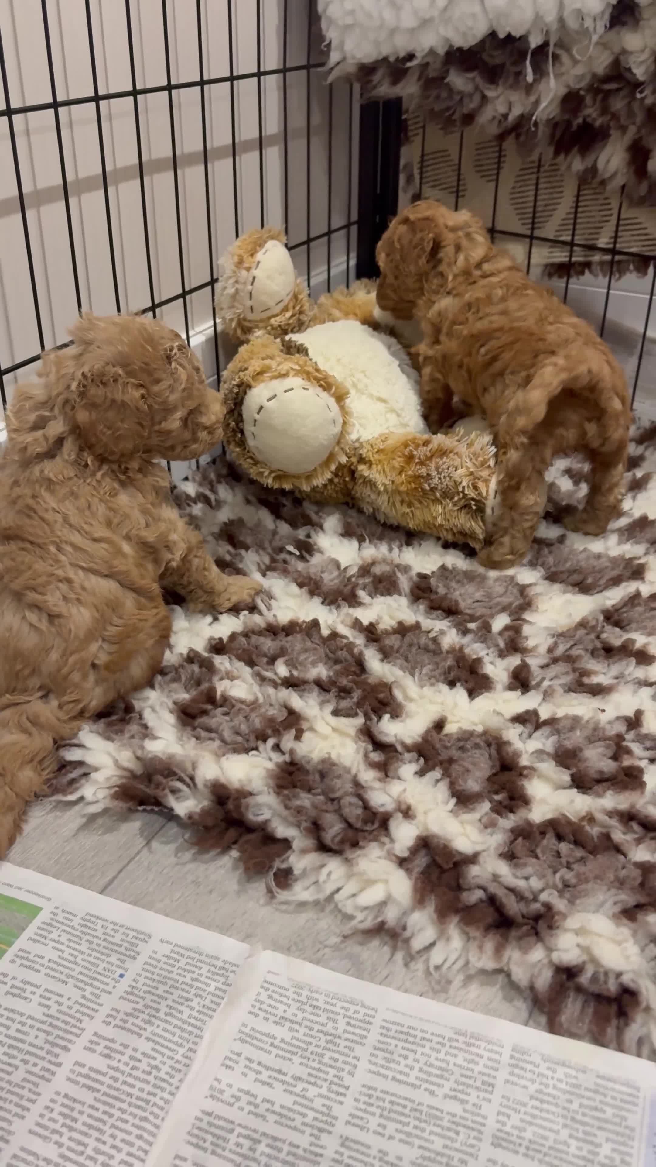 Toy Poodle dogs for sale: Beautiful toy poodle puppy bitch available  - Video 3