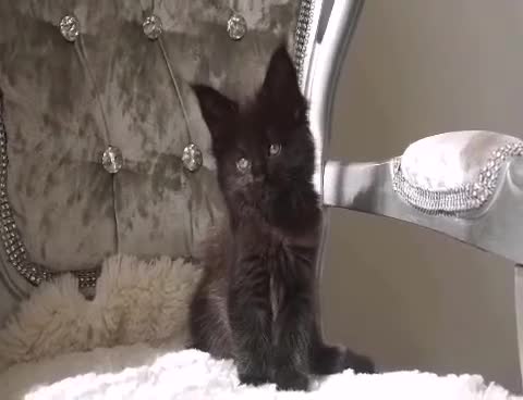 Maine Coon cats for sale: SHOW QUALITY MAINE COON KITTENS  - Video 3