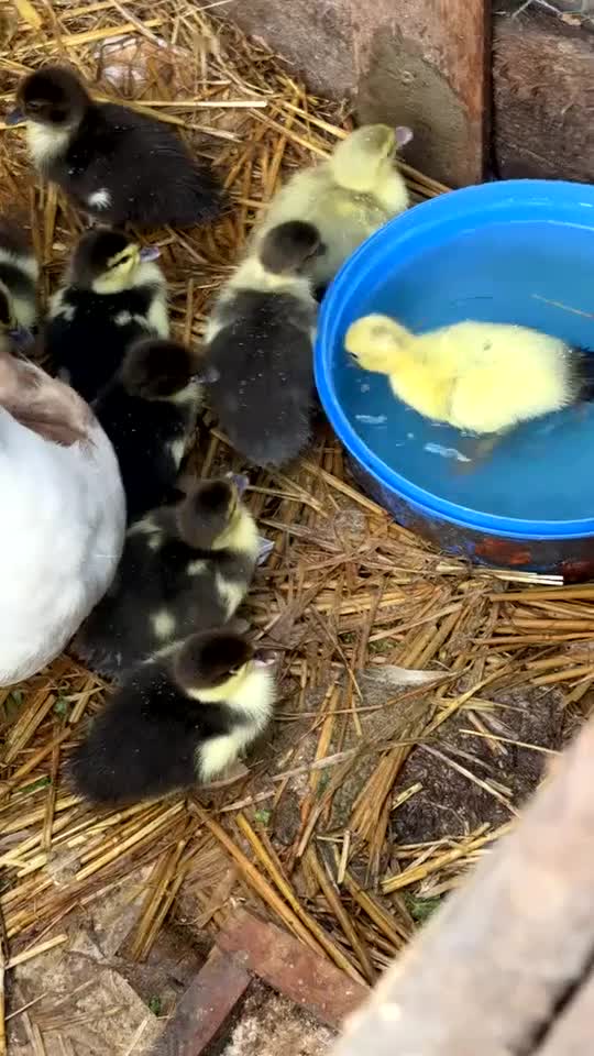 Ducks poultry for sale: Muscovy ducklings  in Barnsley - Video 1