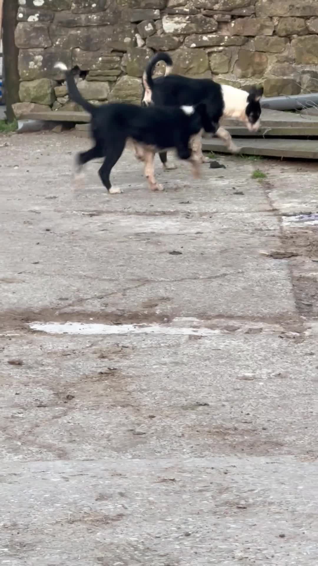 Border Collie dogs for sale: 2 X Male Welsh border collie pups in Crickhowell - Video 3