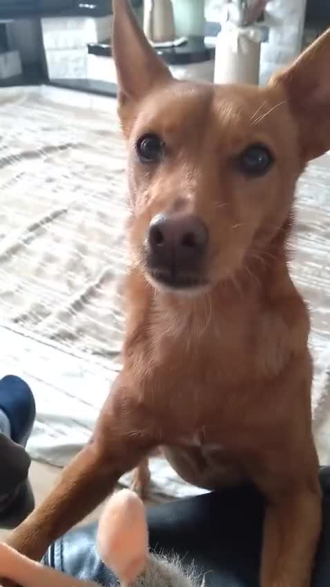 Mixed Breed dogs for adoption: Rusty - Foster or Forever home wanted! - Video 1