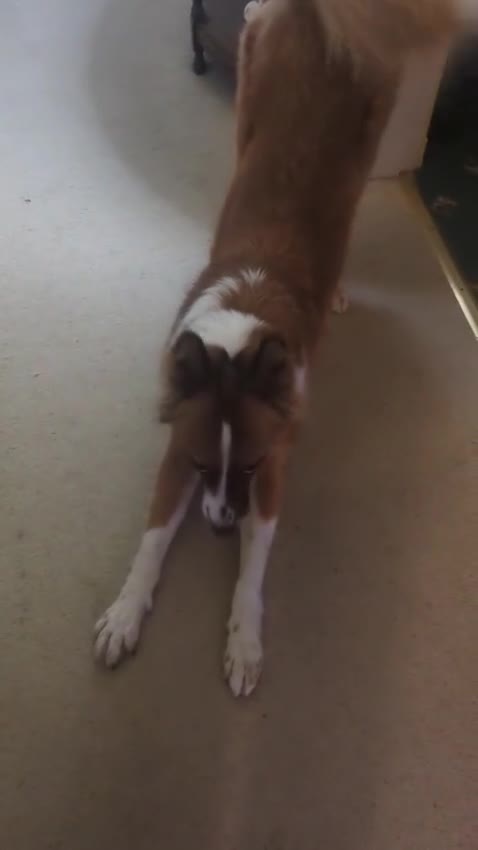 Mixed Breed dogs for adoption: Handsome Walter is looking for his forever home!  in Banchory - Video 3