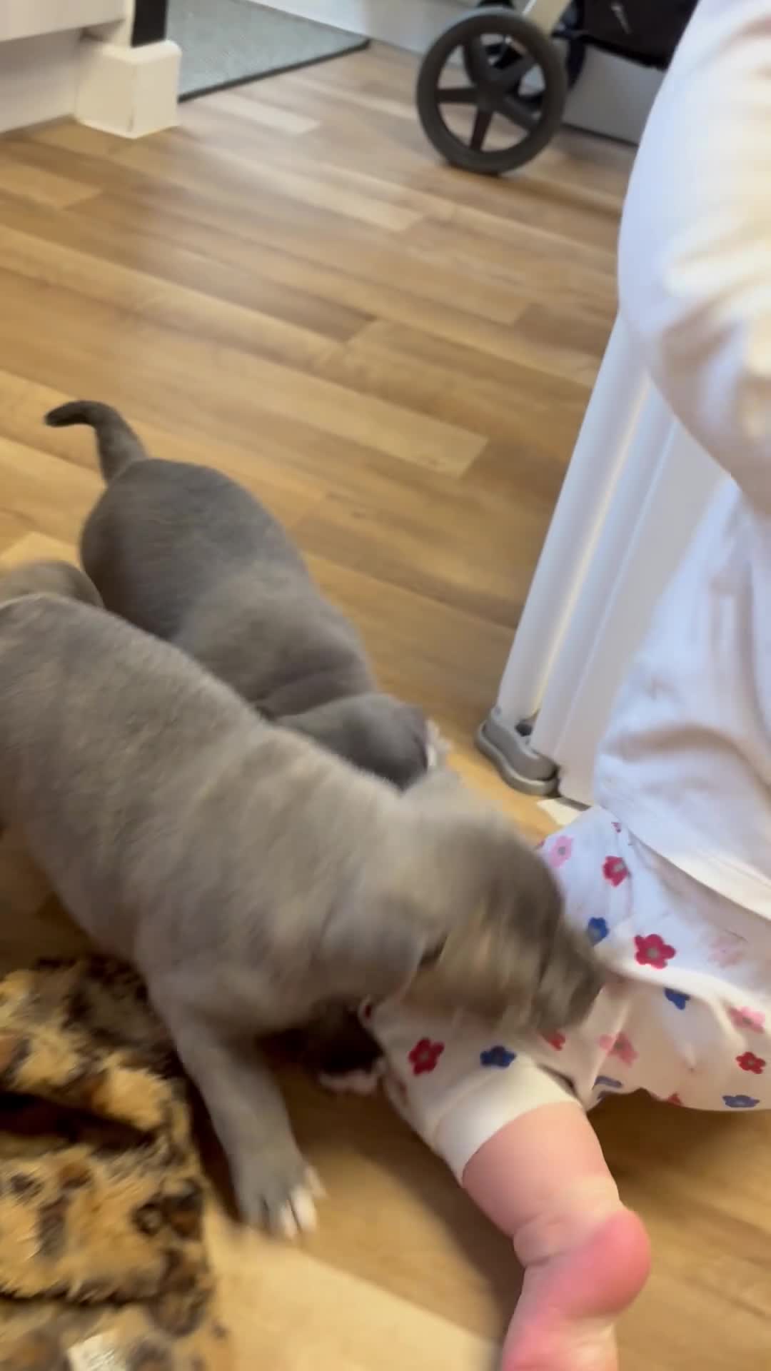 Staffordshire Bull Terrier dogs for sale: Beautiful Staffy Puppies – Ready Soon in Yeovil - Video 1