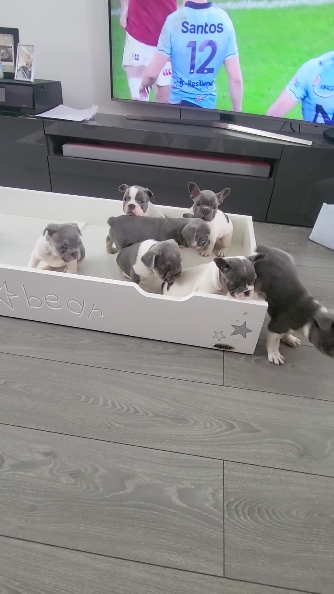 French Bulldog dogs for sale: KC Registered Frenchies ONLY 3 LEFT - Video 1