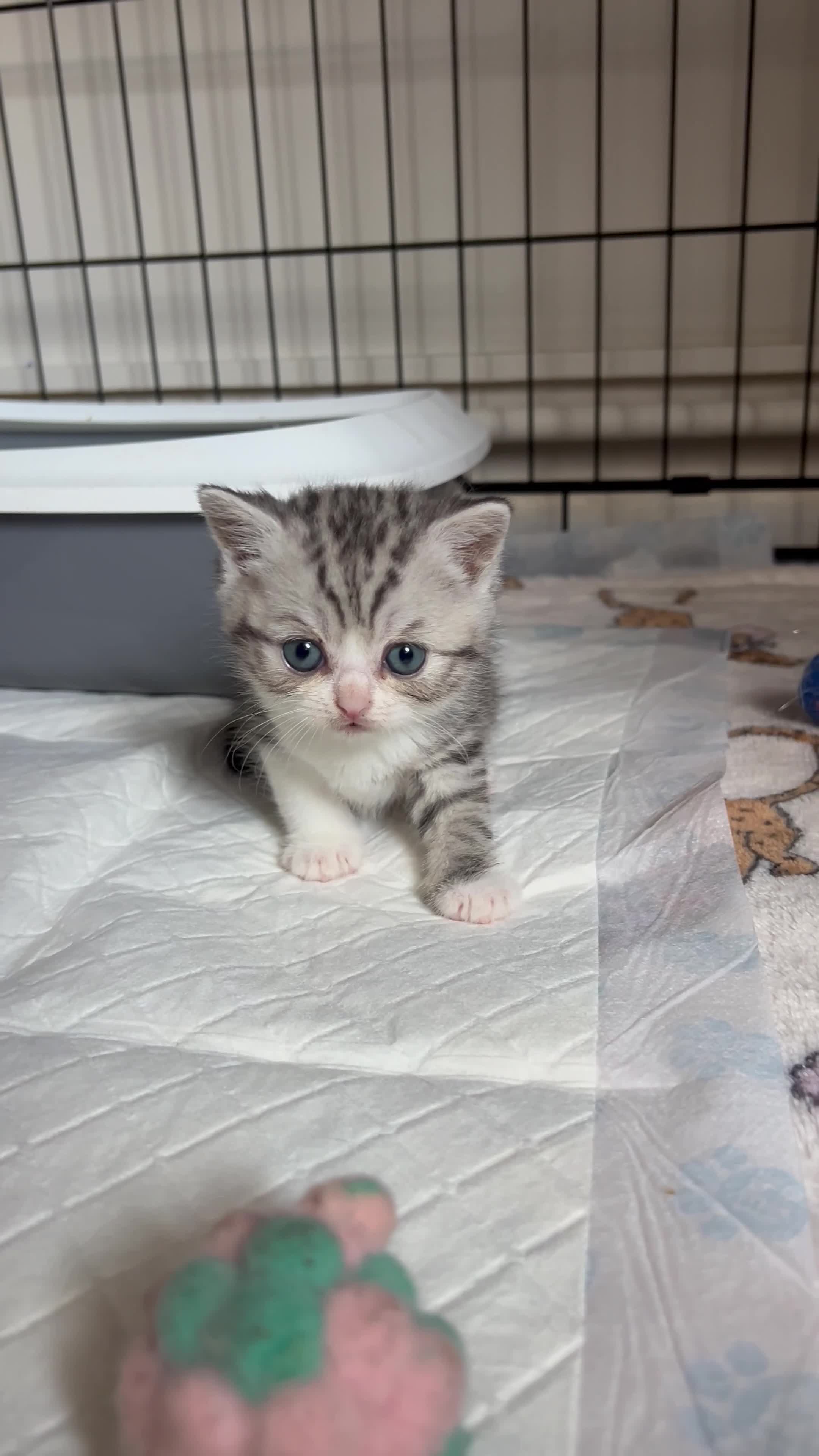 British Shorthair cats for sale: Beautiful British short hair kittens - Video 1