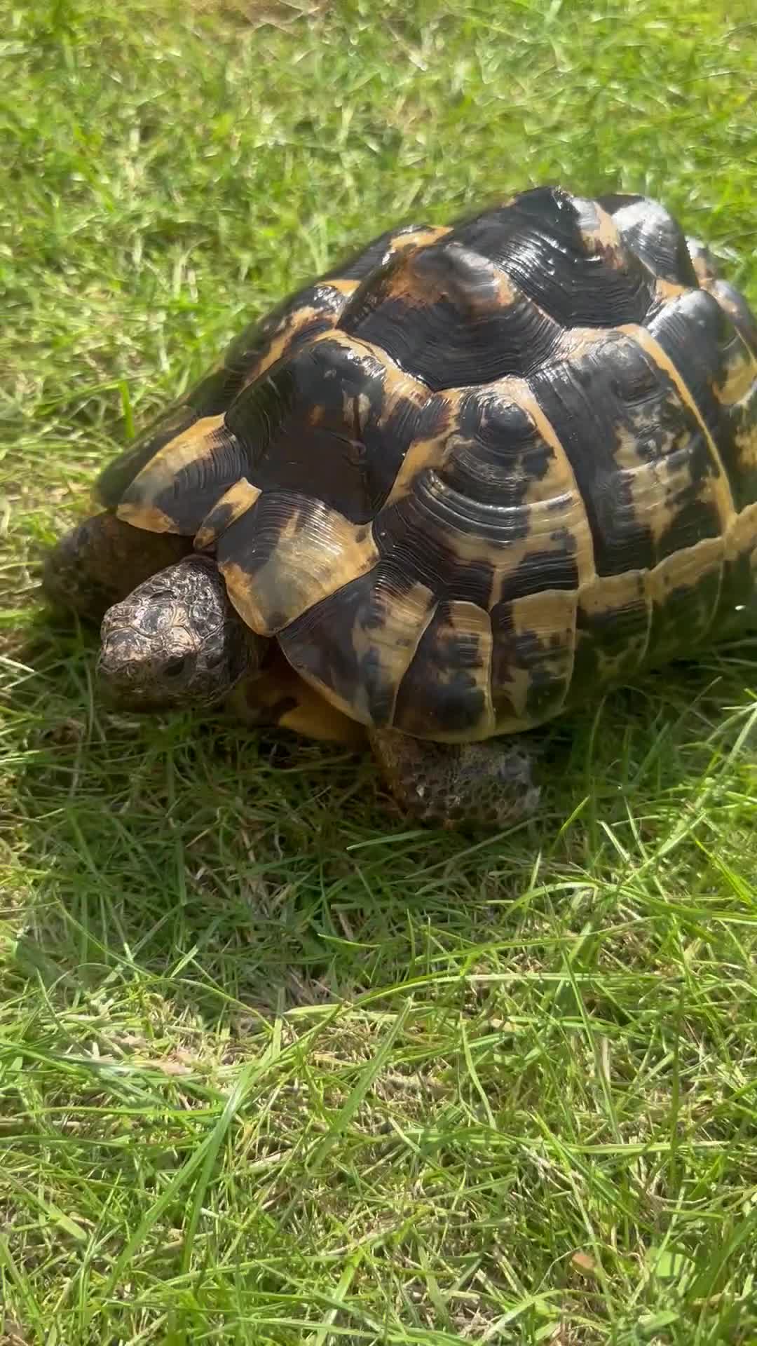 Tortoise reptiles for sale: Birtha is a Spur thigh Fertile female .  - Video 2
