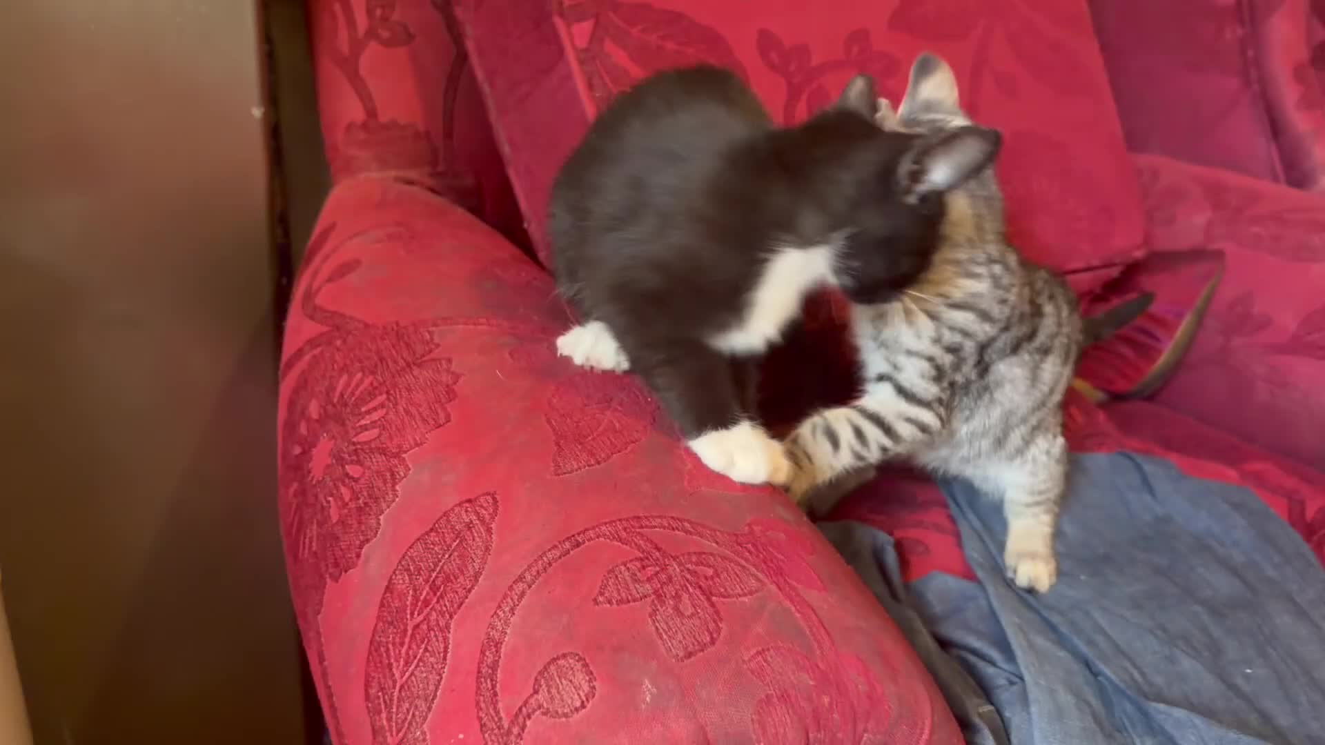 Savannah cats for sale: Adorable silver spotted Savannah SBT kittens - Video 1