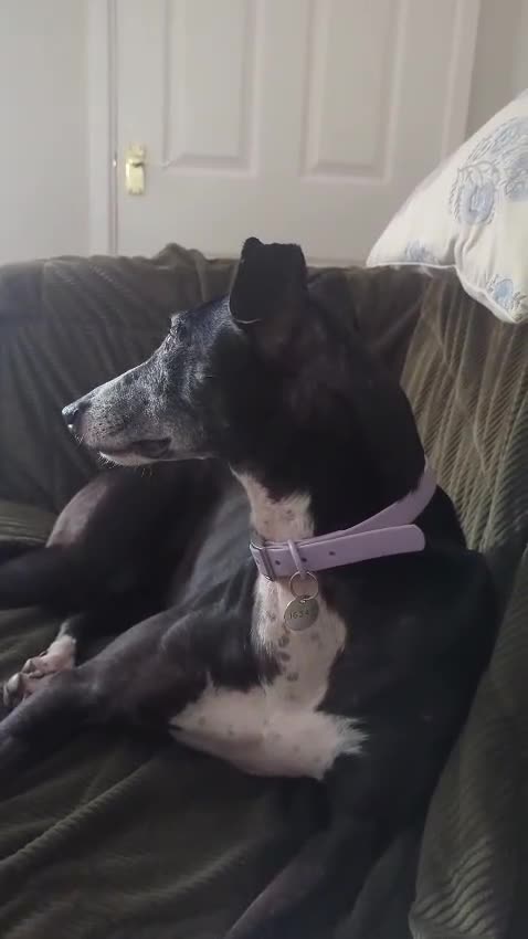 Mixed Breed dogs for adoption: ❤️🐶 SYLVIE – PLEASE DON'T LET HER GO BACK  in Leicester - Video 4