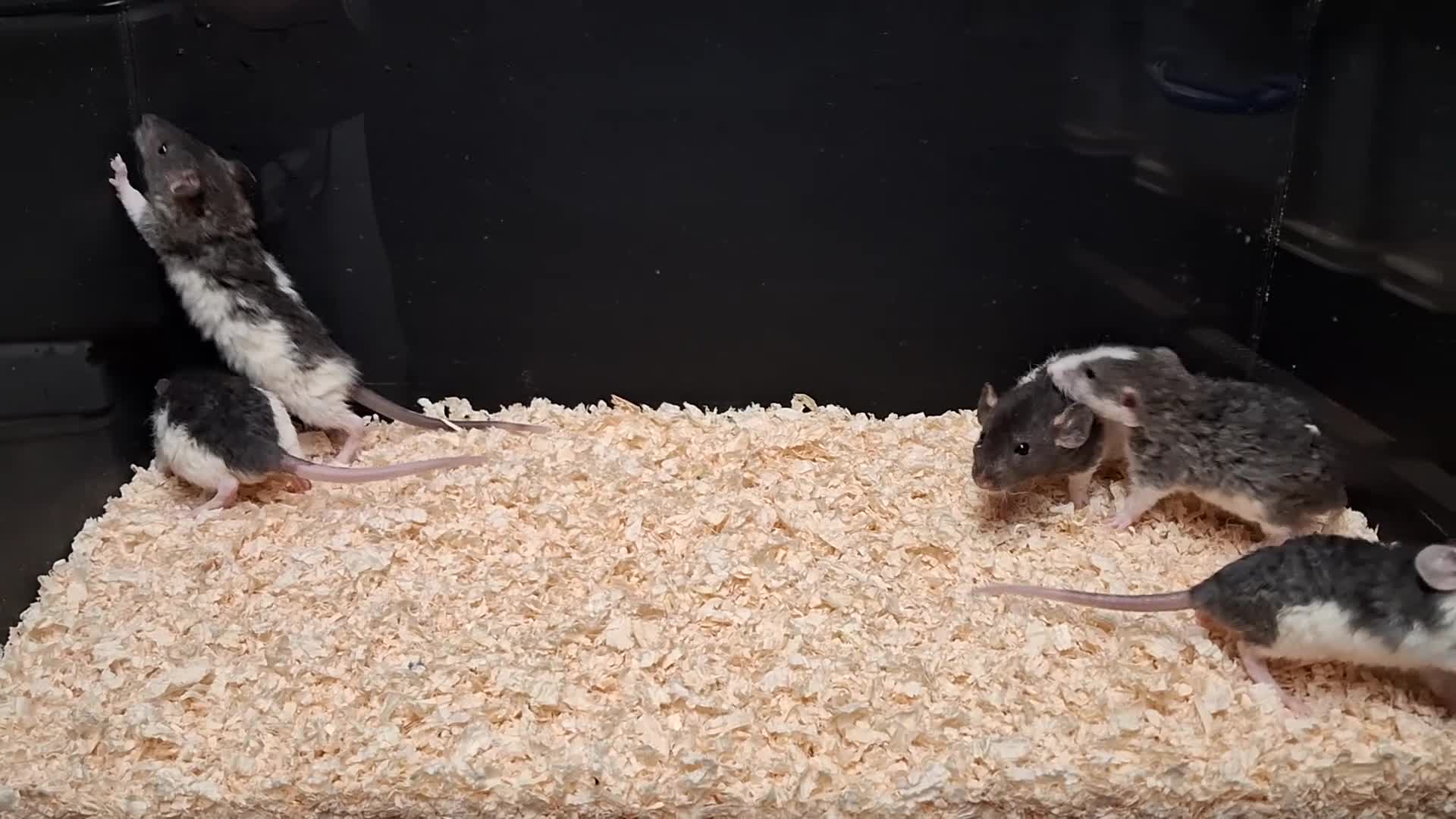 Rat rodents for sale: Baby Dumbo Rat's  - Video 3