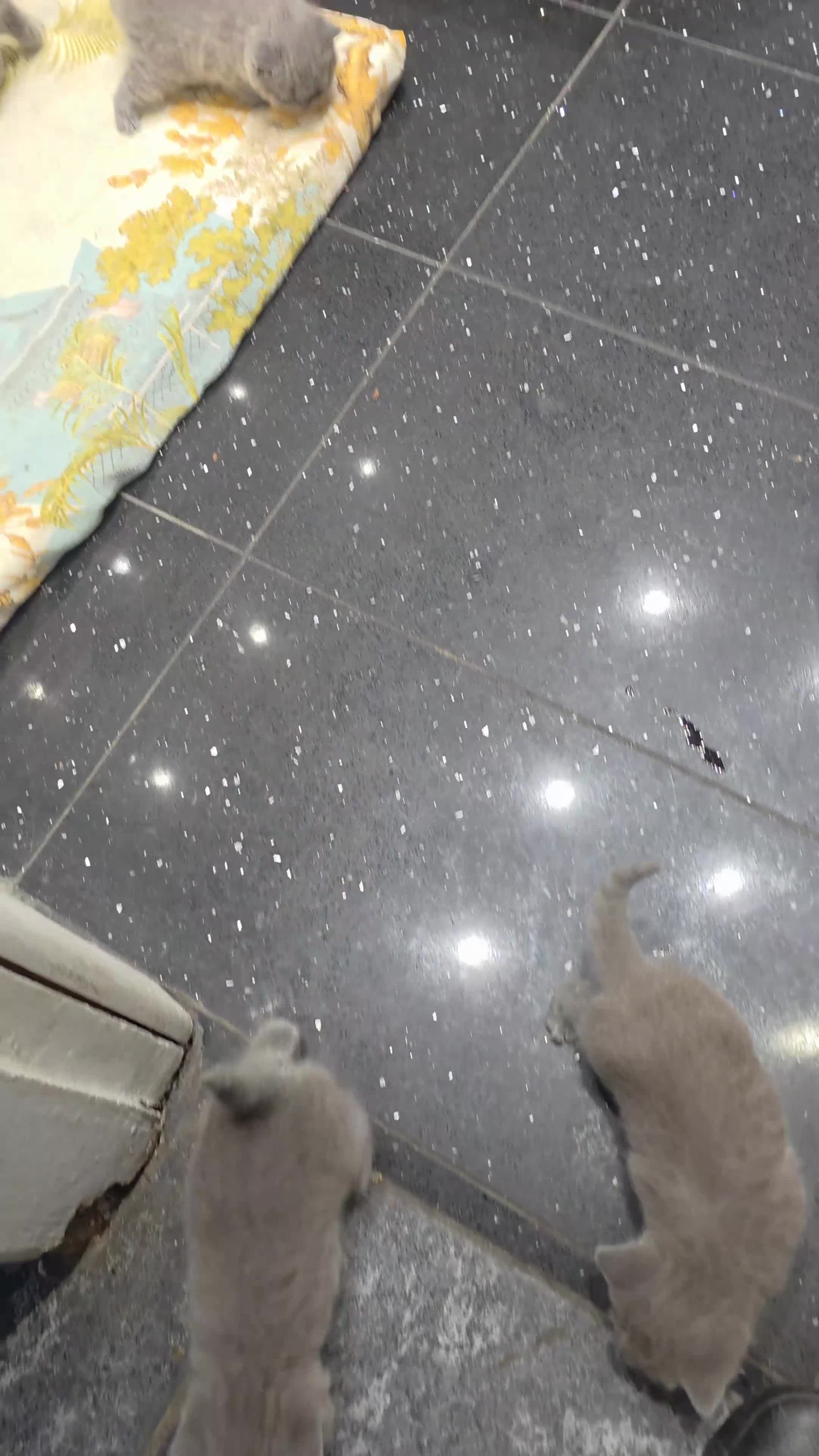 British Shorthair cats for sale: Full Pedigree Championship British Shorthairs!!!!! - Video 2