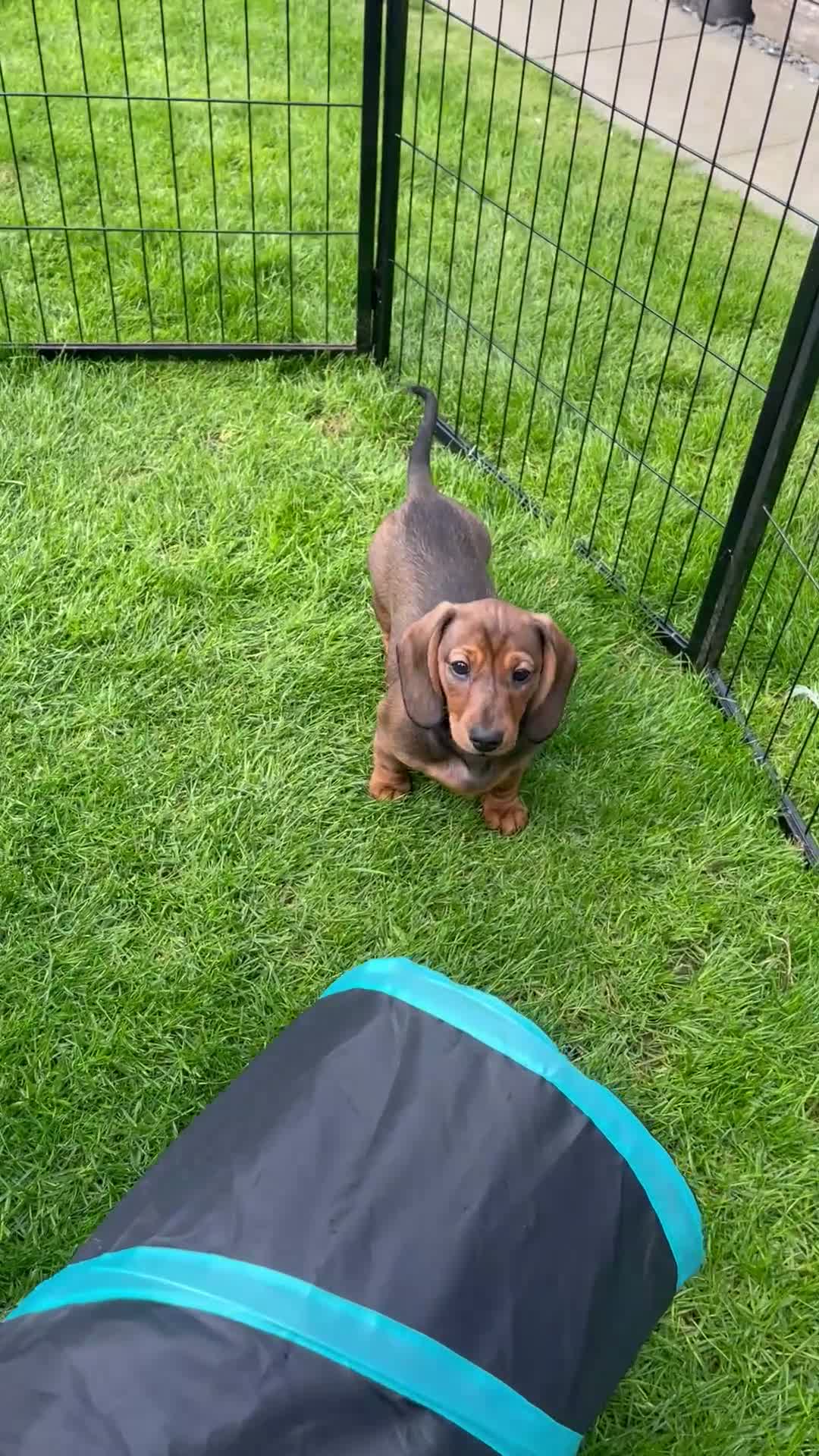 Miniature Dachshund dogs for sale: Miniature Dachshund KC Registered Puppies  - Video 1