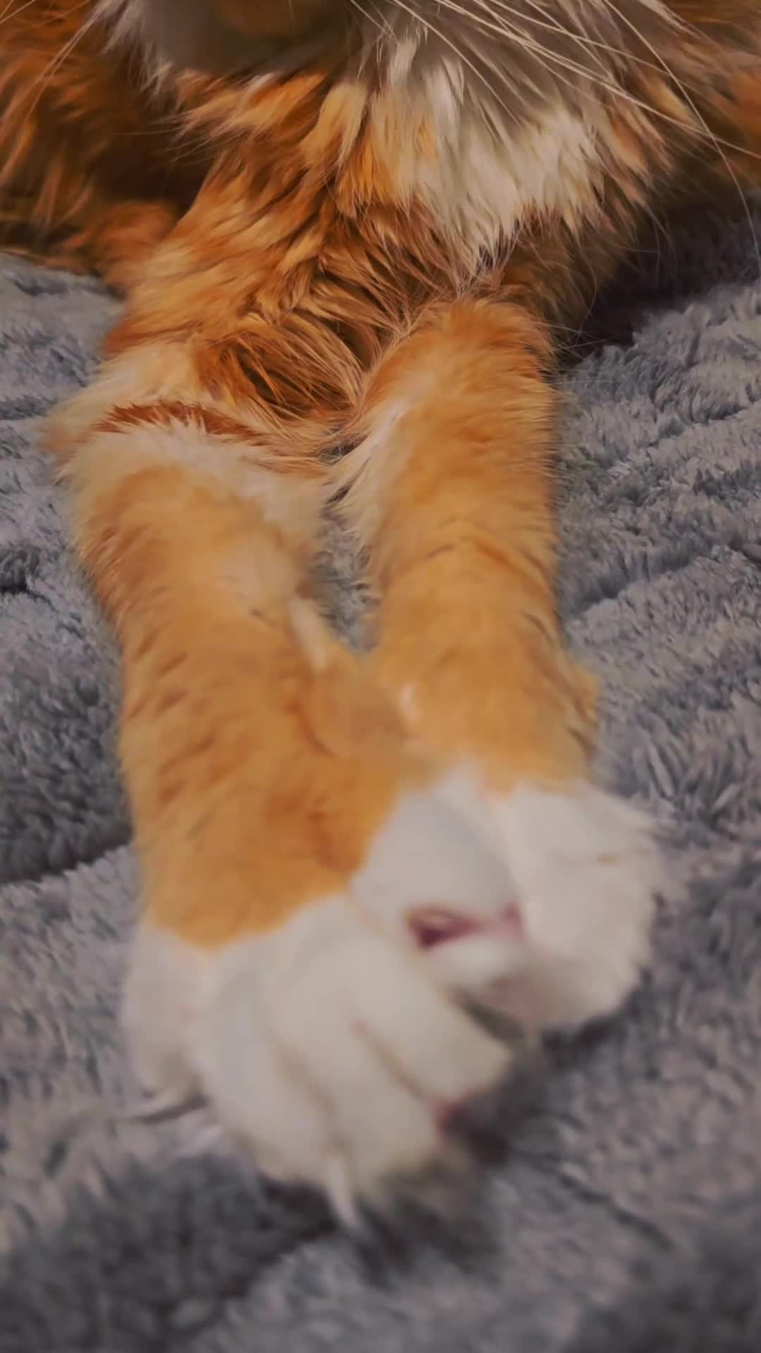 Maine Coon cats for sale: 11 month tica active registered female  - Video 2