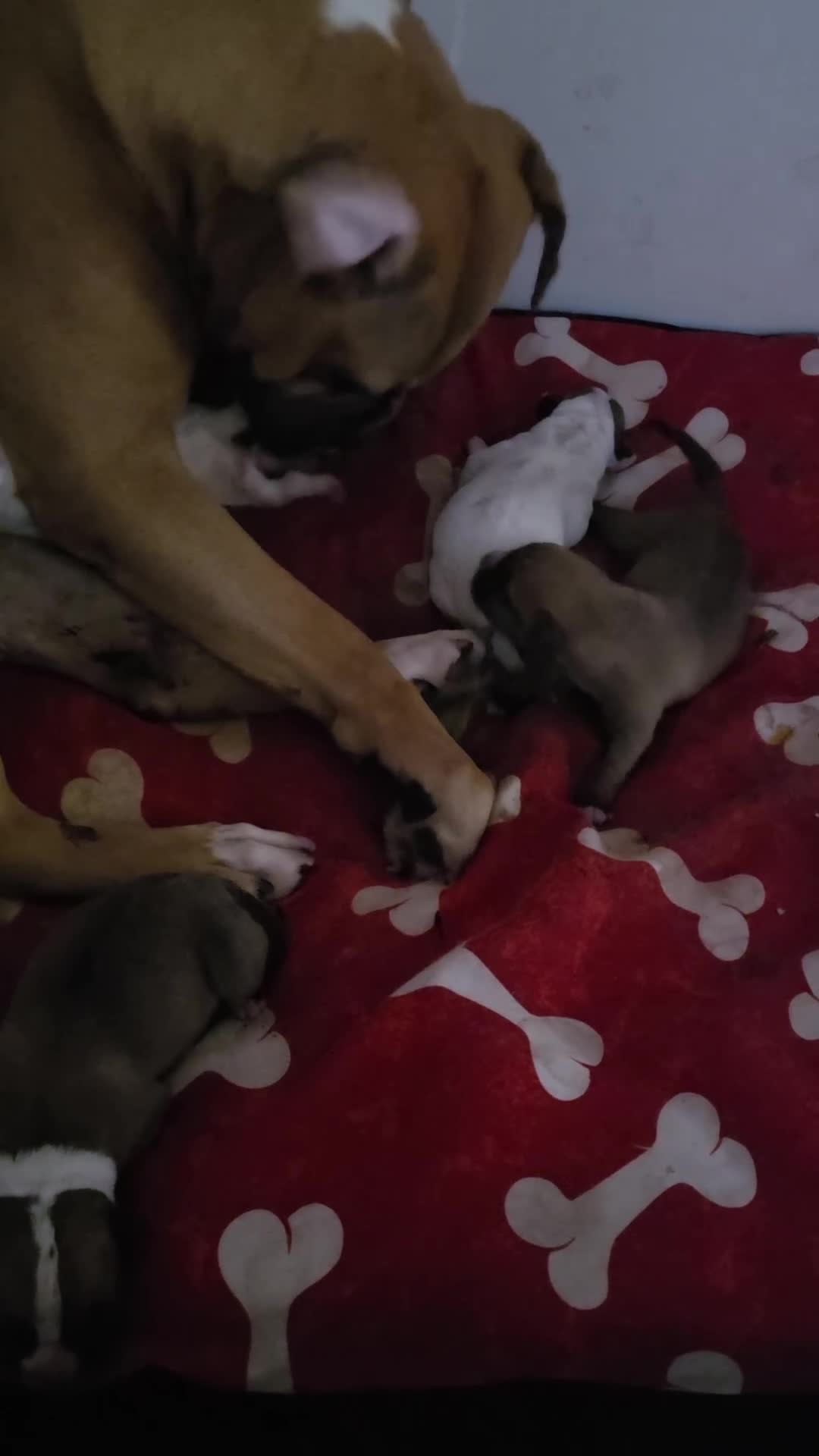 American Bulldog dogs for sale: American bull.dog puppies  in Wigan - Video 3