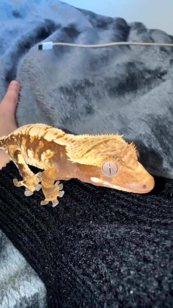 Gecko reptiles for sale: Crested gecko - Video 1
