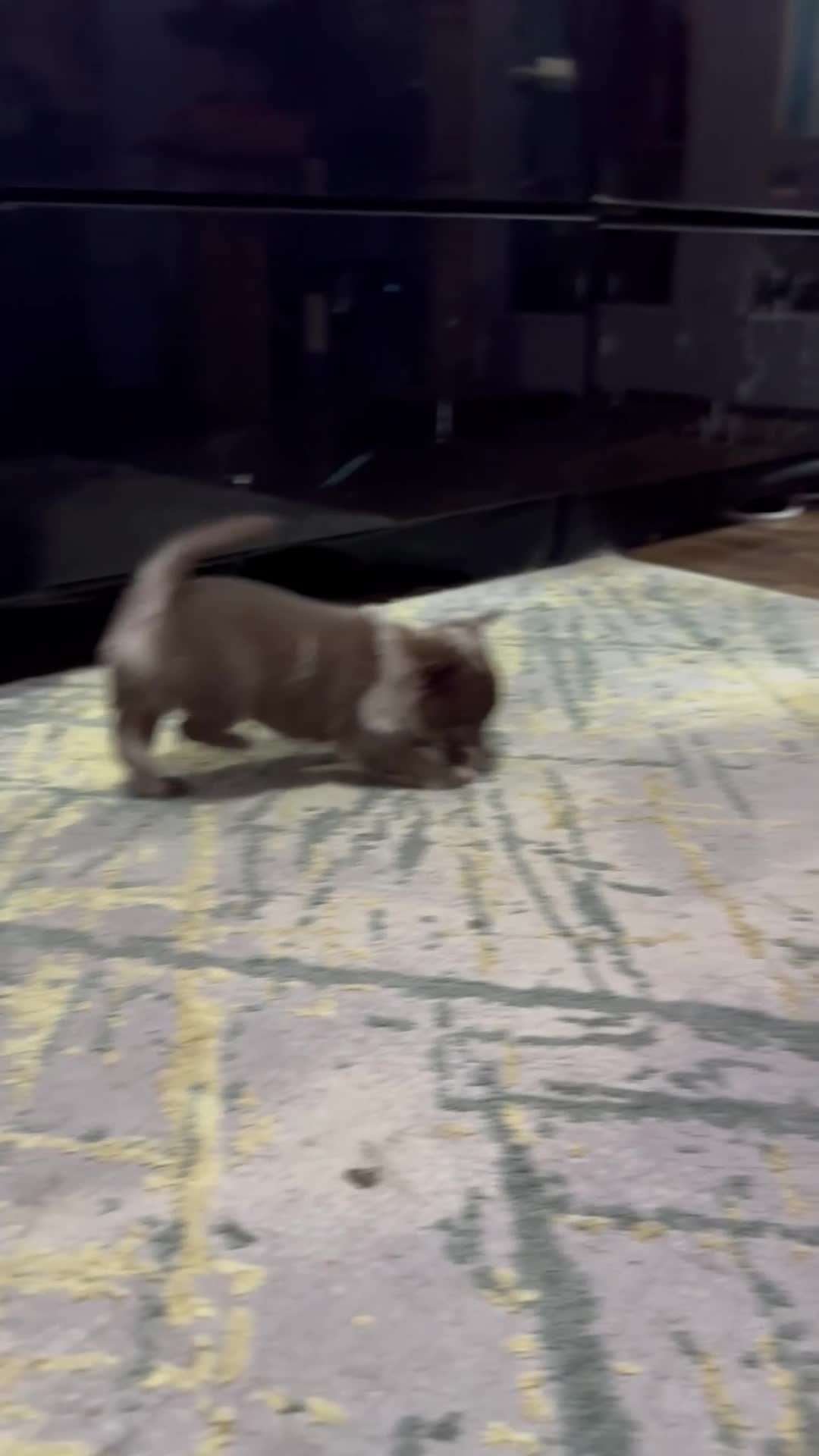 Pomchi dogs for sale: 4 Stunning Pomchi’s  - Video 4