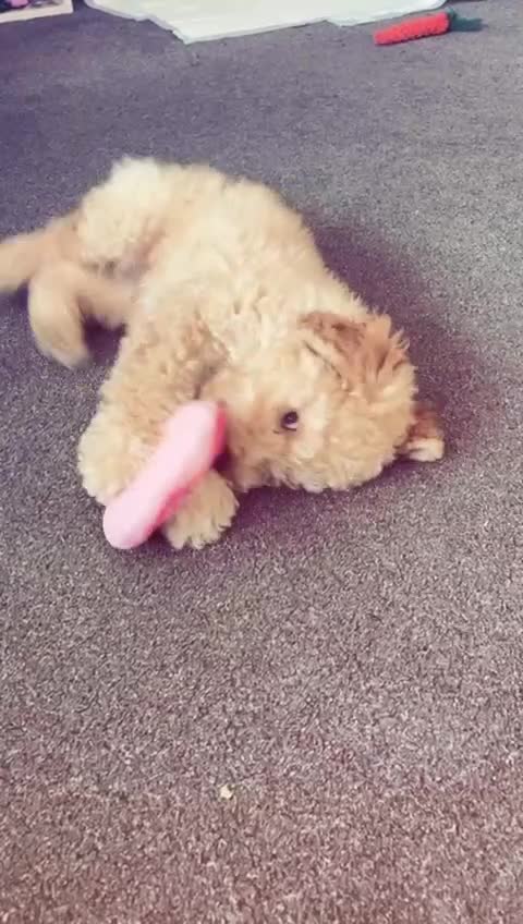 Cockapoo dogs for sale: Male Cockapoo puppy  - Video 1