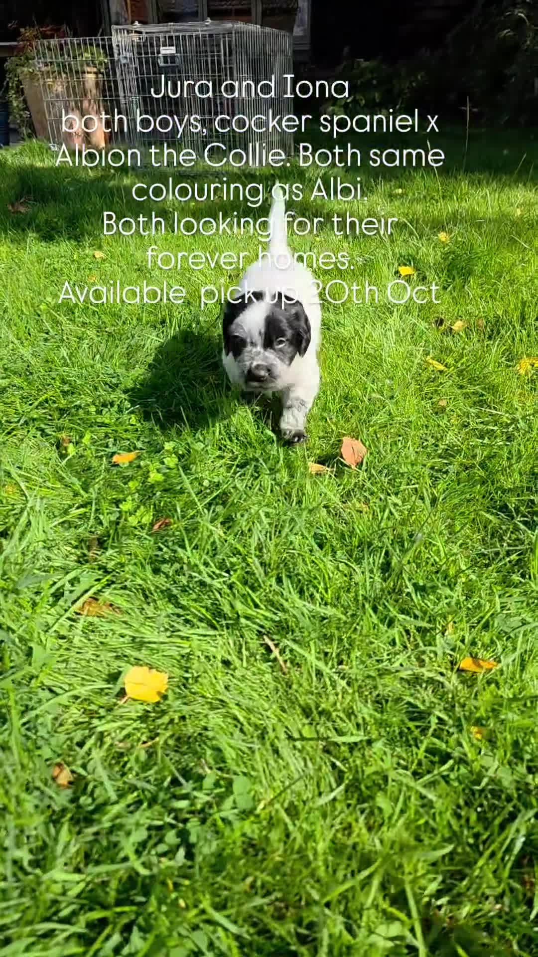 Mixed Breed dogs for sale: Sweetest Sprollies - Video 3