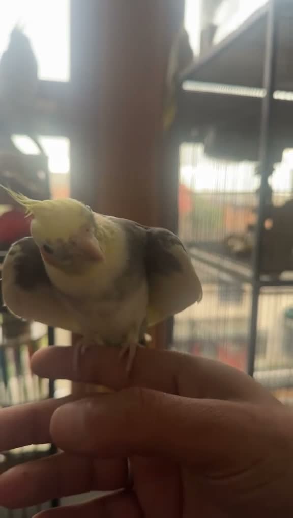 Mixed Breed birds for sale: Large and small talkative tame parrots - Video 4