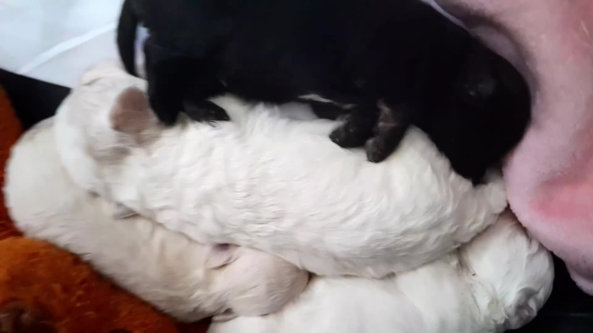 Maltipoo dogs for sale: HEALTH TESTED QUALITY F1 TOY MALTIPOO PUPPIES🩷  - Video 1