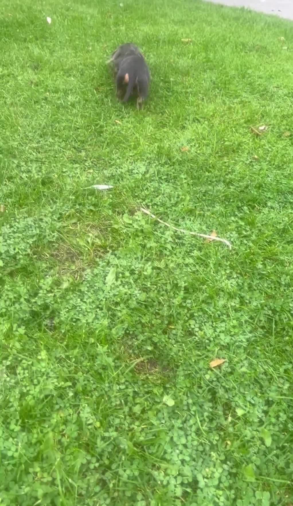 Miniature Dachshund dogs for sale: Miniature dachshunds - Video 1