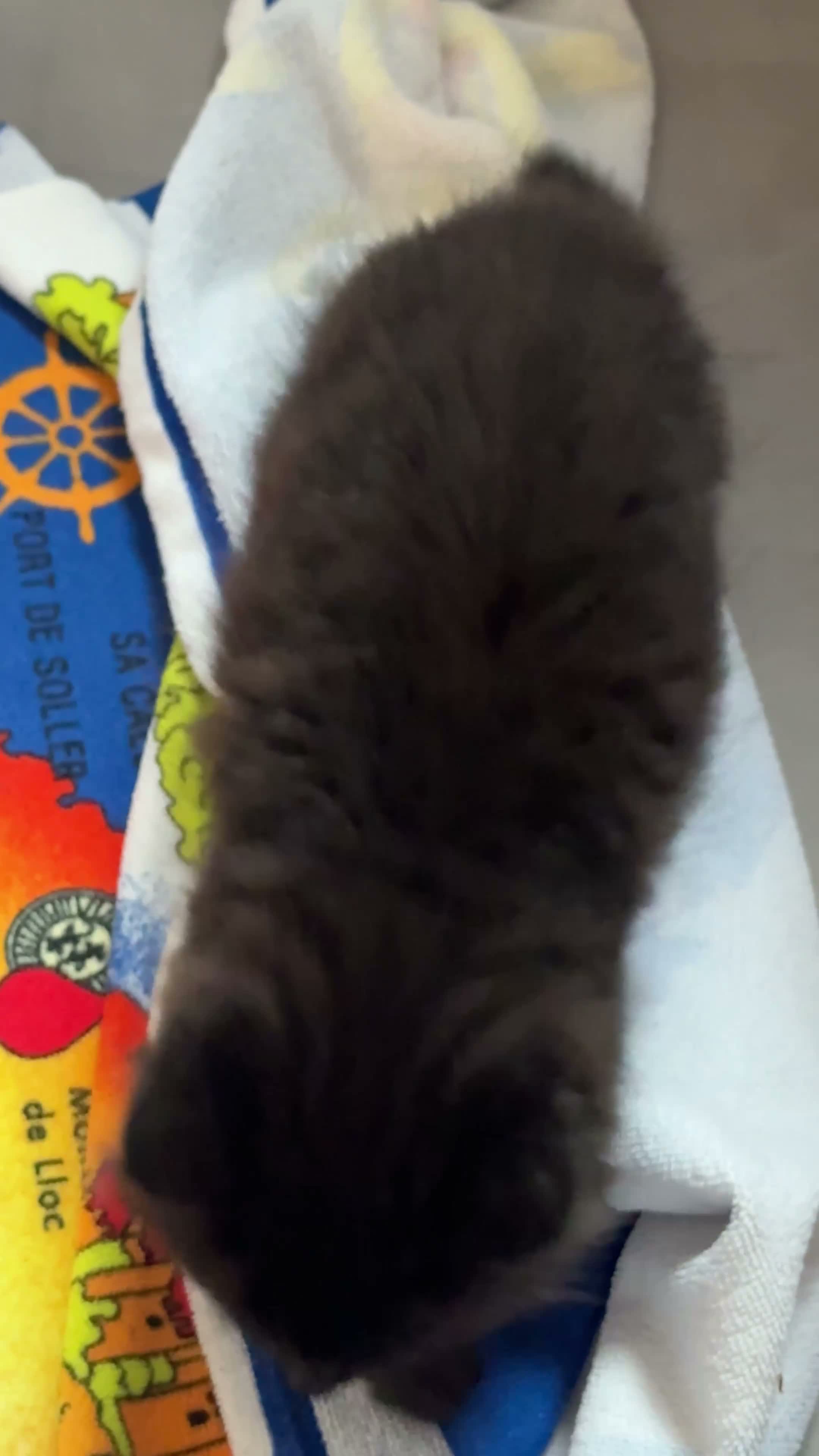 Mixed Breed cats for sale: Black very fluffy male kitten ready to leave  - Video 2