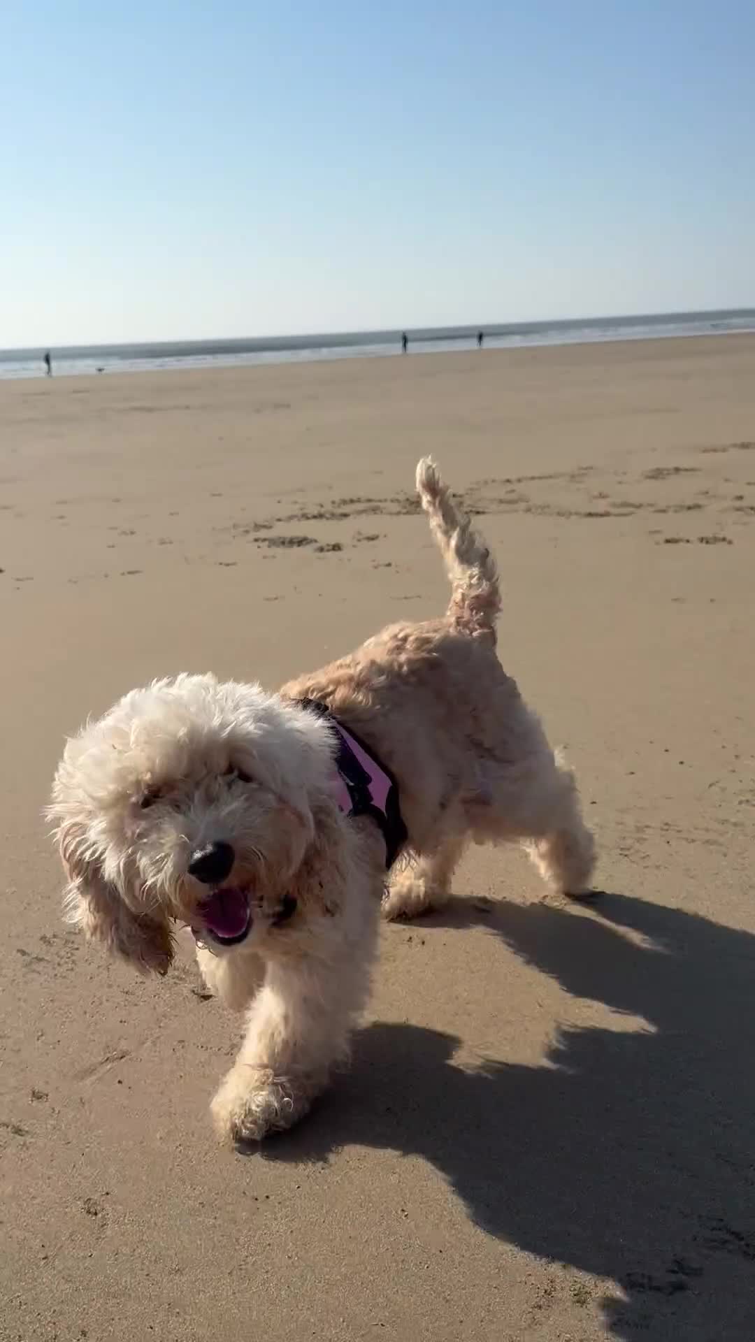 Cockapoo dogs for sale: 4yo cockapoo - Video 1