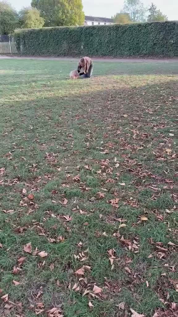 Pomeranian dogs for sale: 🩷 Chocolate merle girl, 🩵 blue eye Merle boy - Video 3