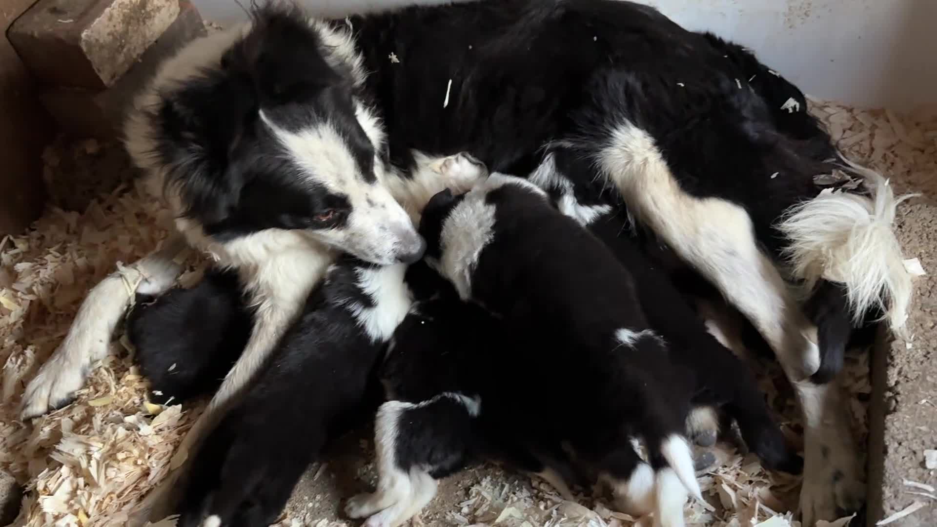 Border Collie dogs for sale: Gorgeous Border collie pups. KC registered.  - Video 4