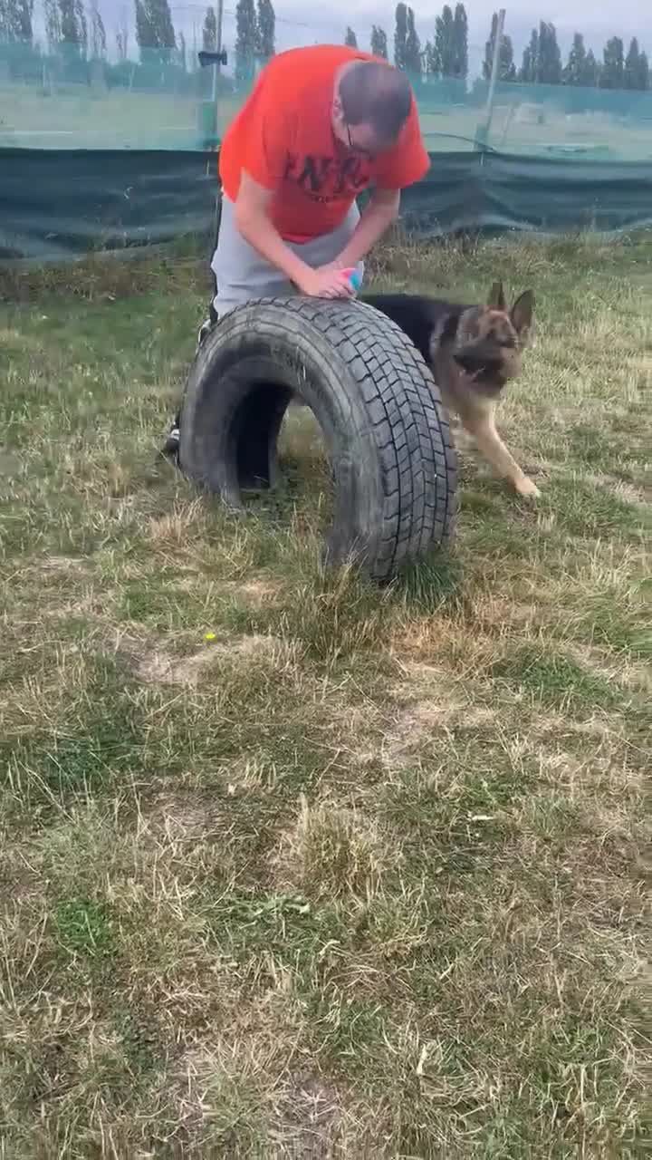 German Shepherd dogs for stud: Health tested German shepherd stud - Video 2