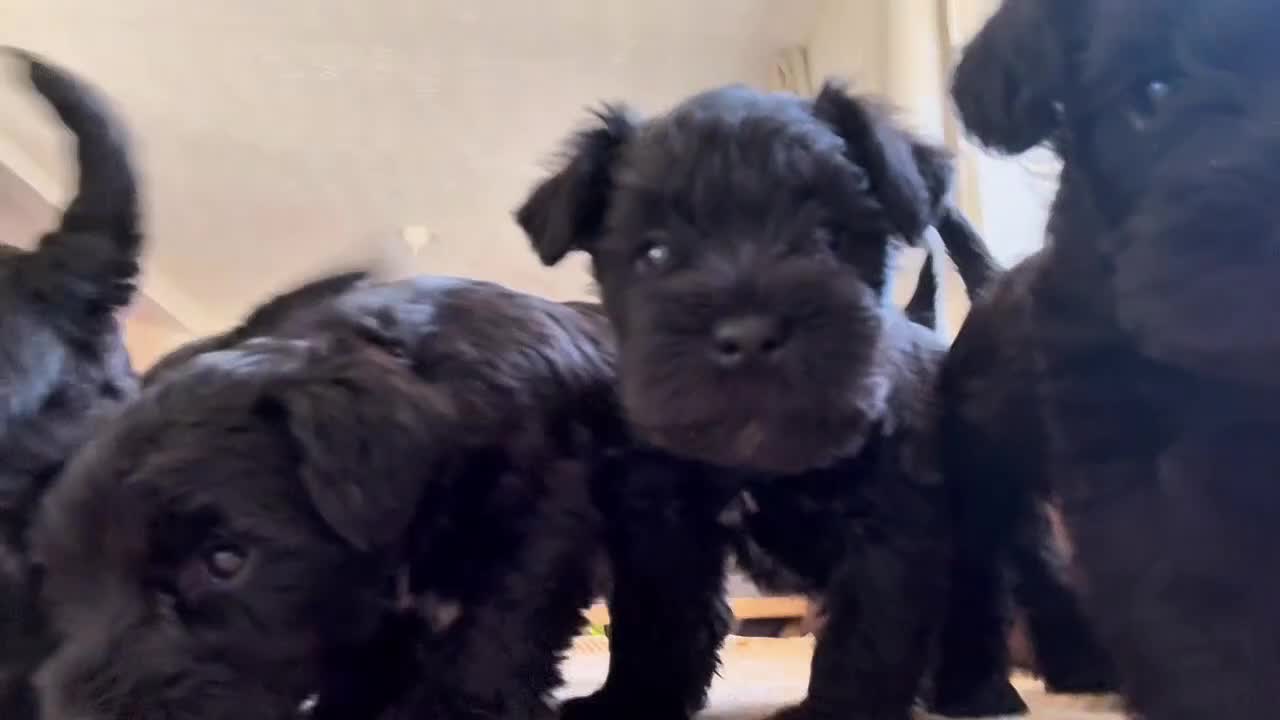 Miniature Schnauzer dogs for sale: KC Miniature Schnauzer Puppies  - Video 1