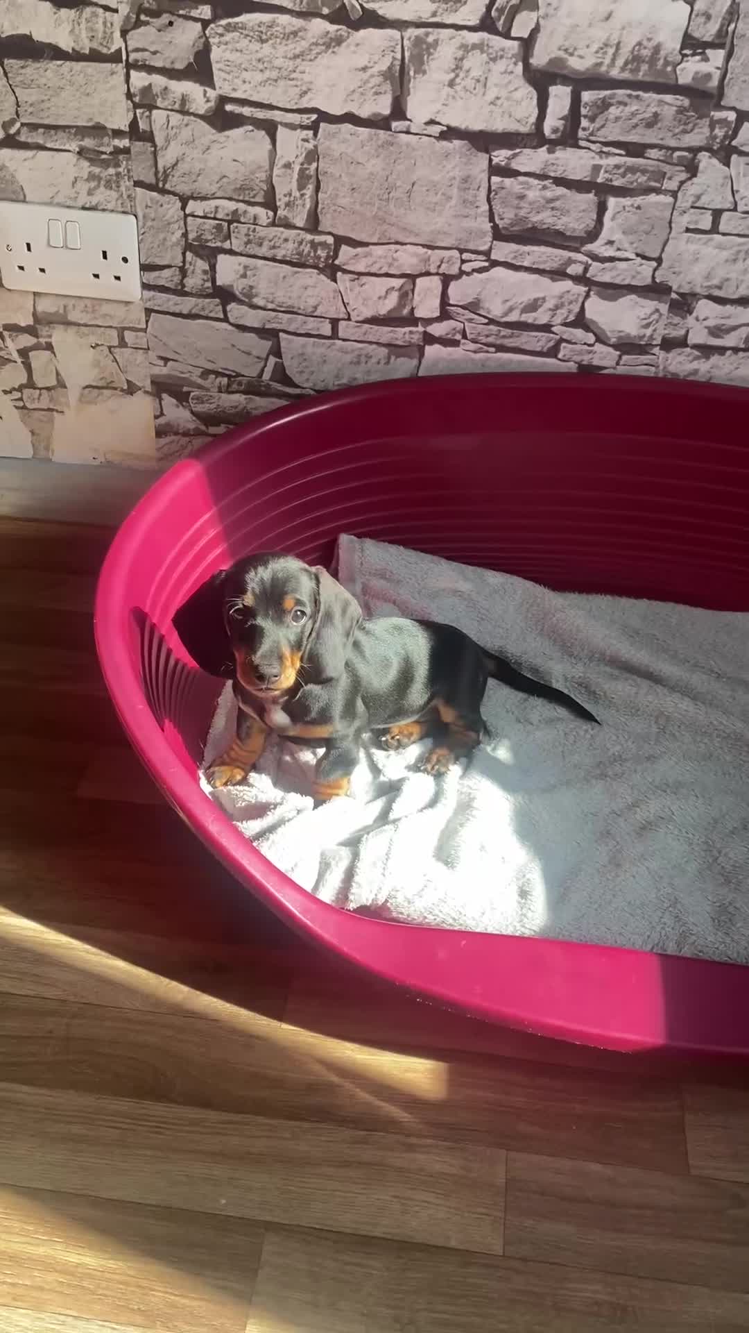 Dachshund dogs for sale: SOLD  - Video 1