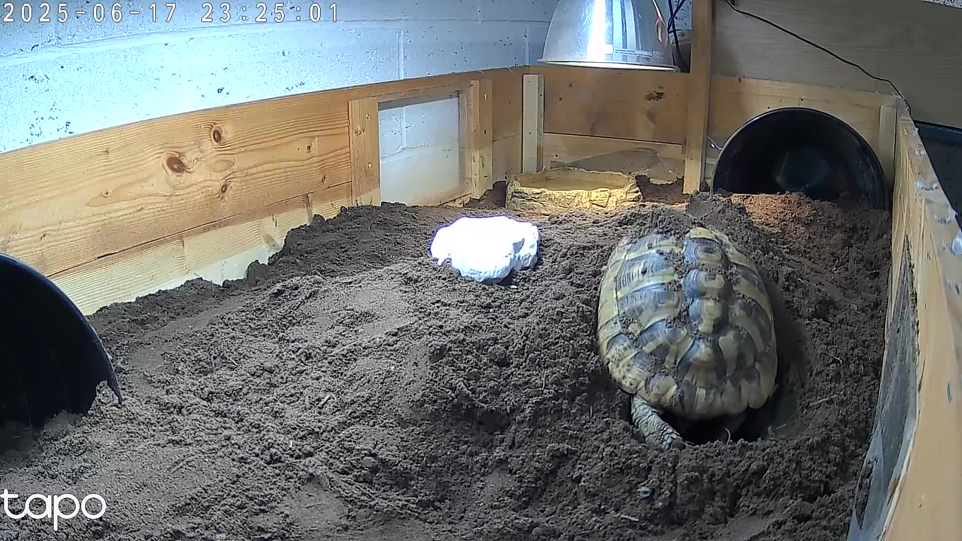 Tortoise reptiles for sale: Breeding Pair of 5 Tortoises 4 Female 1 male  in Ruislip - Video 3