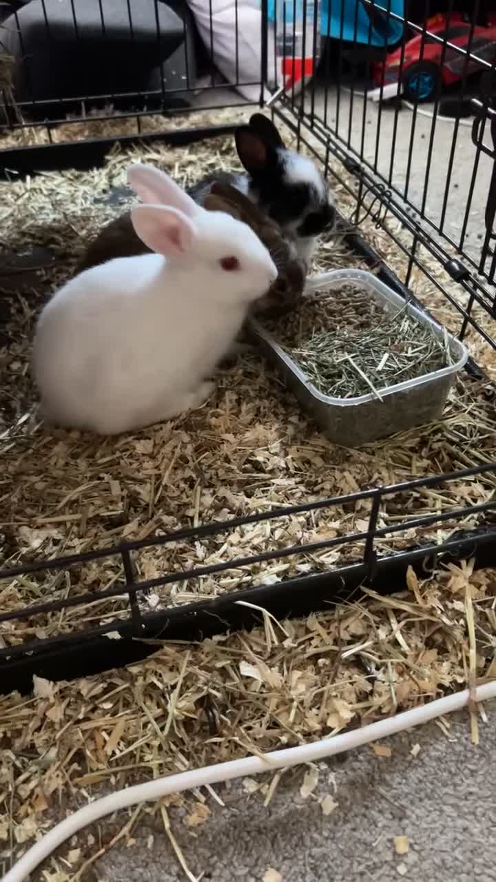 Netherland Dwarf rabbits for sale: White female rabbit in Shipley - Video 1