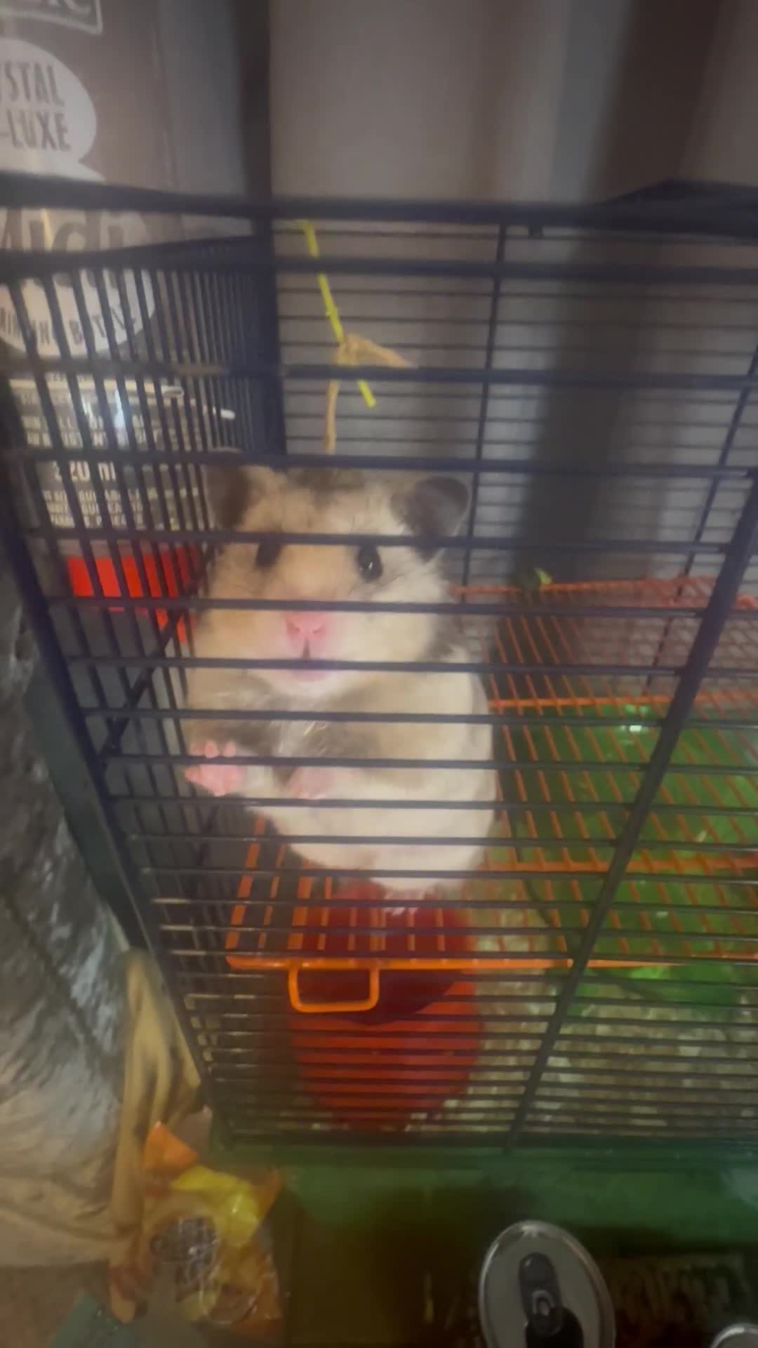 Hamster rodents for sale: Syrian hamster - Video 1